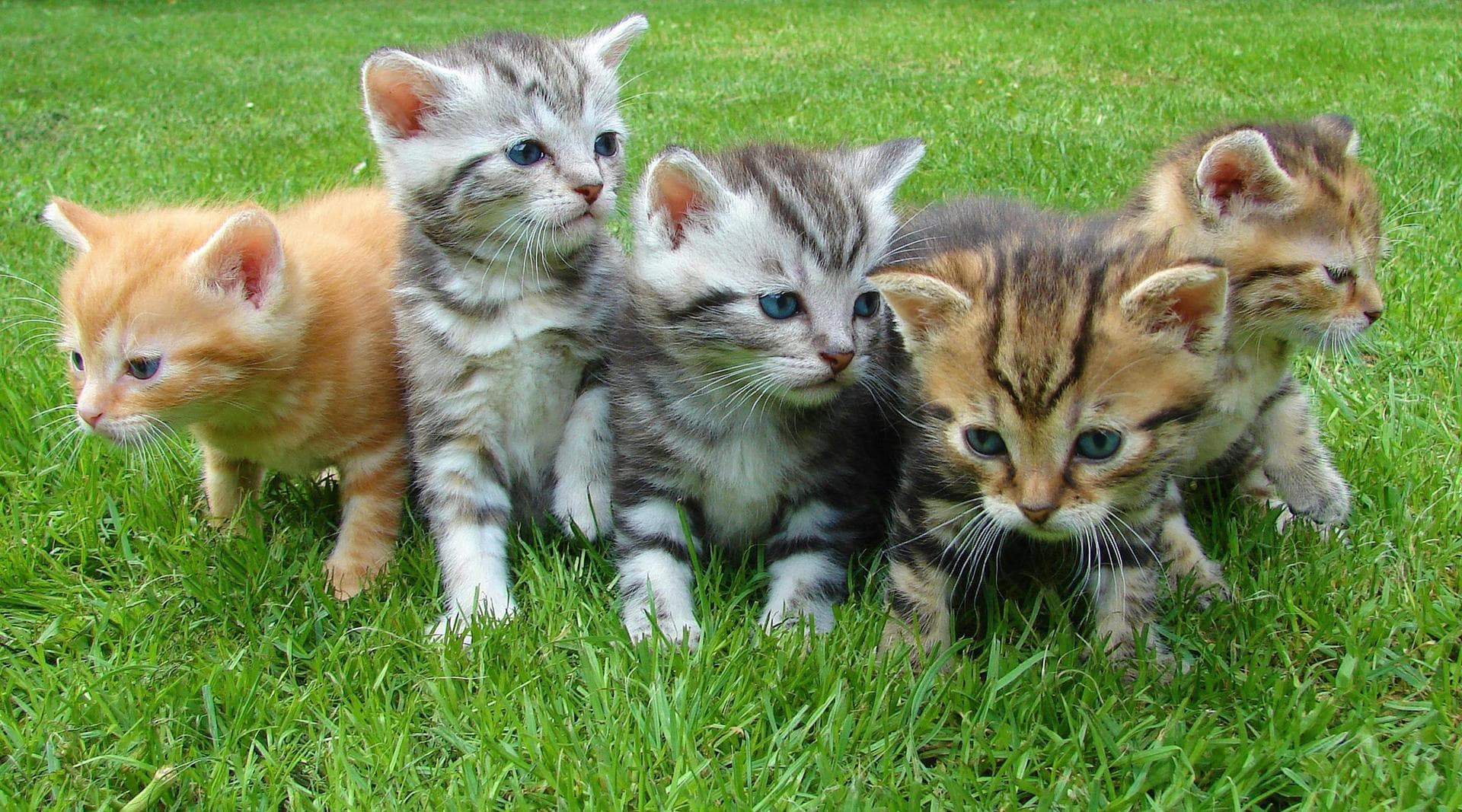 Cat Euthanasia Put Down Prices in Newcastle-under-Lyme