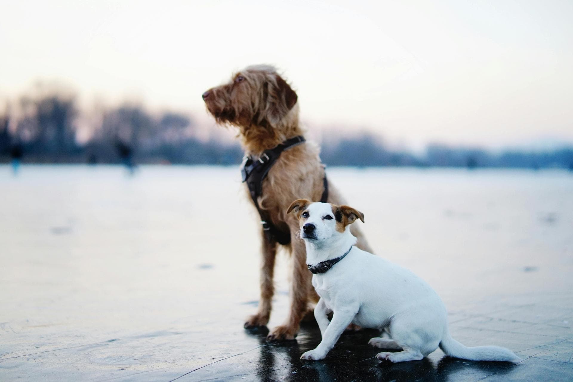 Specialist Vets in Newcastle-under-Lyme