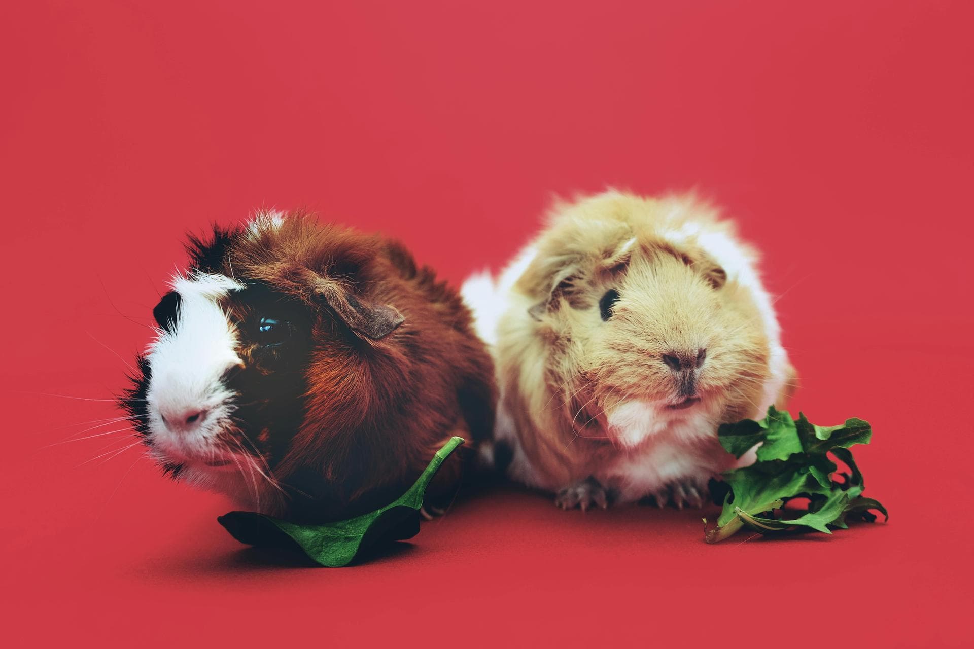 Vet Prices in Newcastle-under-Lyme