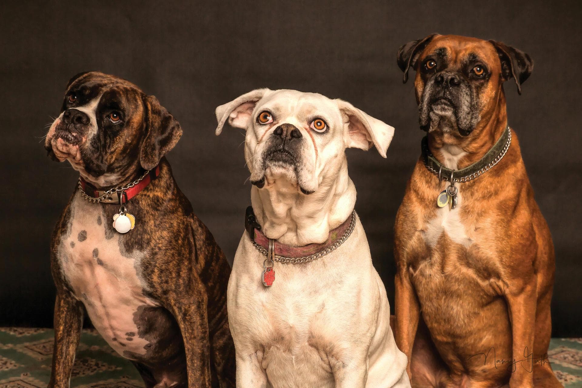Dog Euthanasia Put Down Prices in Newcastle-under-Lyme