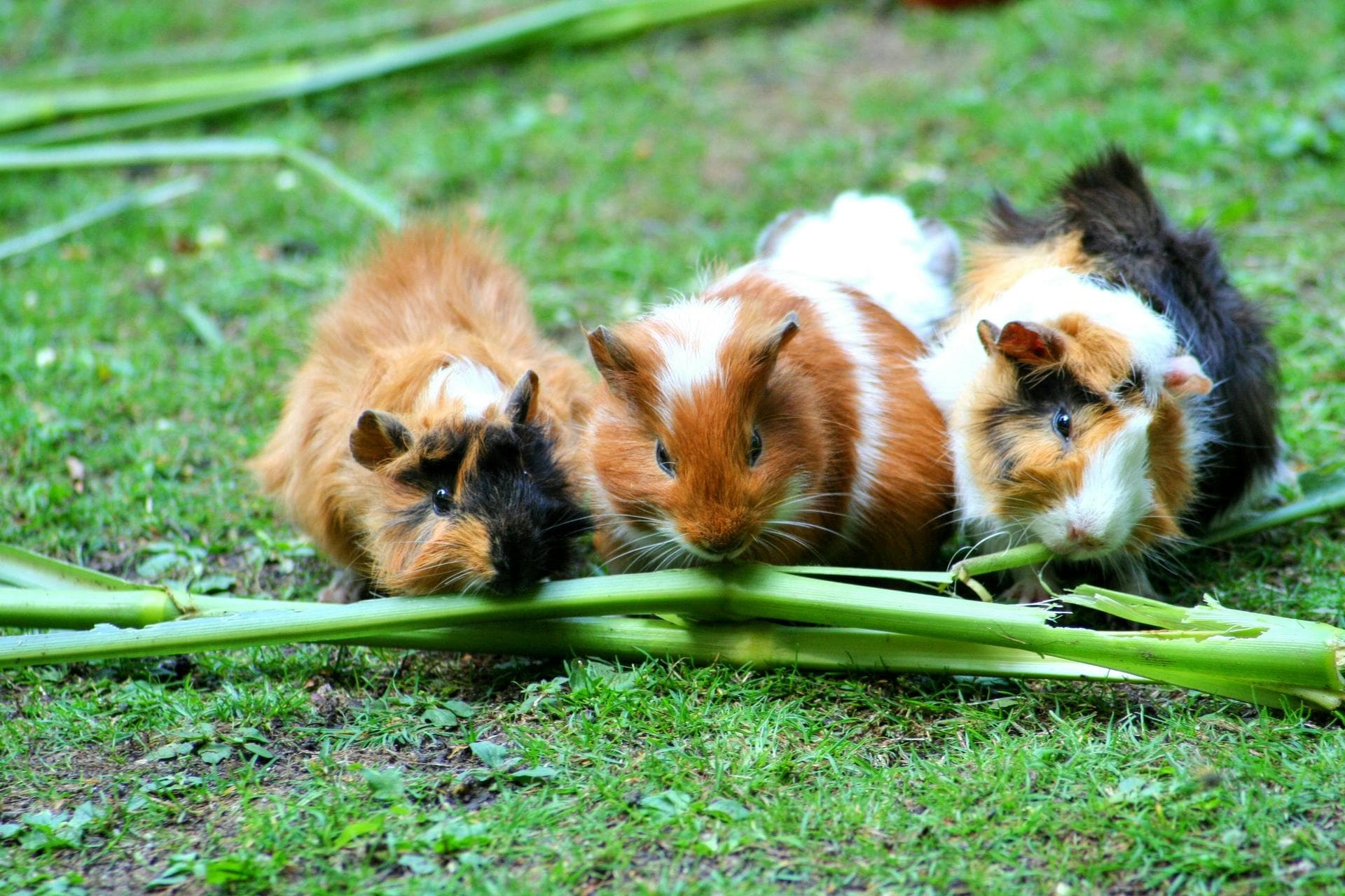 Farm & Large-Animal Vets near Newcastle-under-Lyme