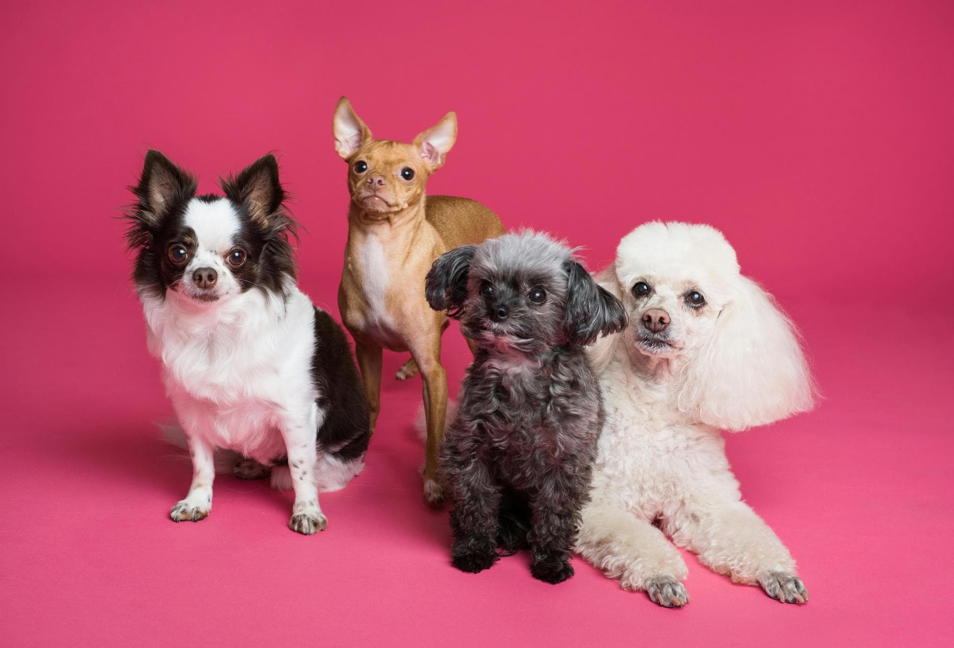 Annual Vaccination With Kennel Cough Prices in Newcastle-under-Lyme